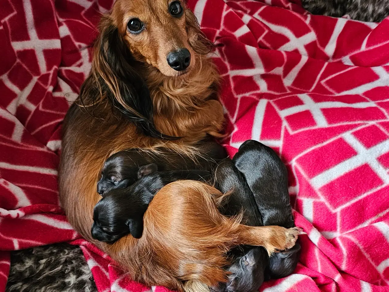 Billede 4 - Skønne miniature gravhunde hvalpe