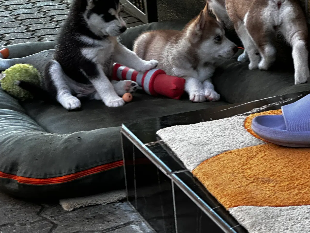 Billede 5 - Husky hvalpe 