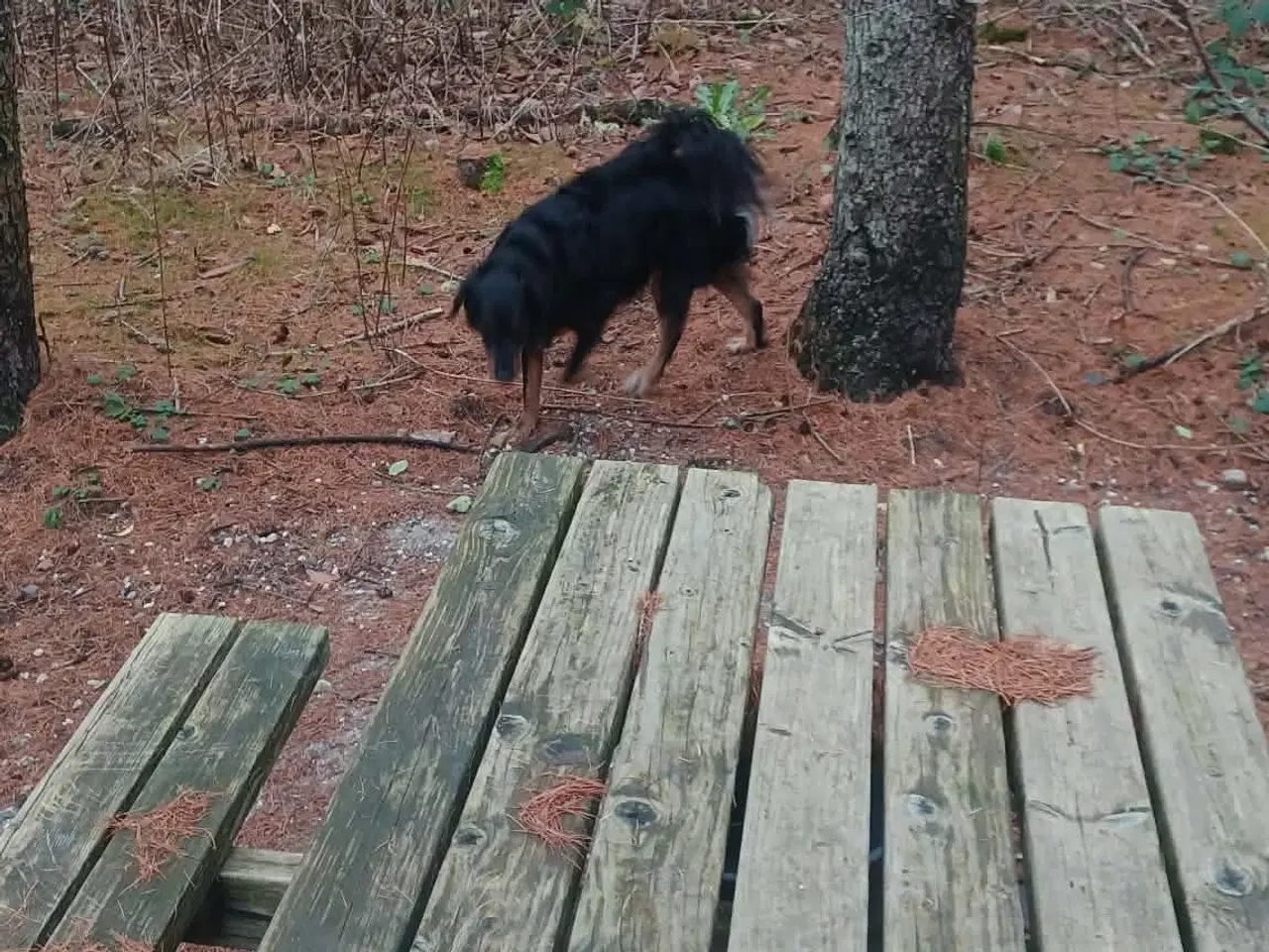 Billede 18 - Smukke milde kærlige Ozzy