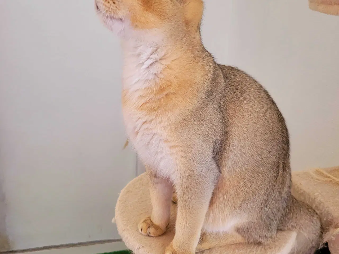 Billede 5 - British Shorthair hankat med stamtavle