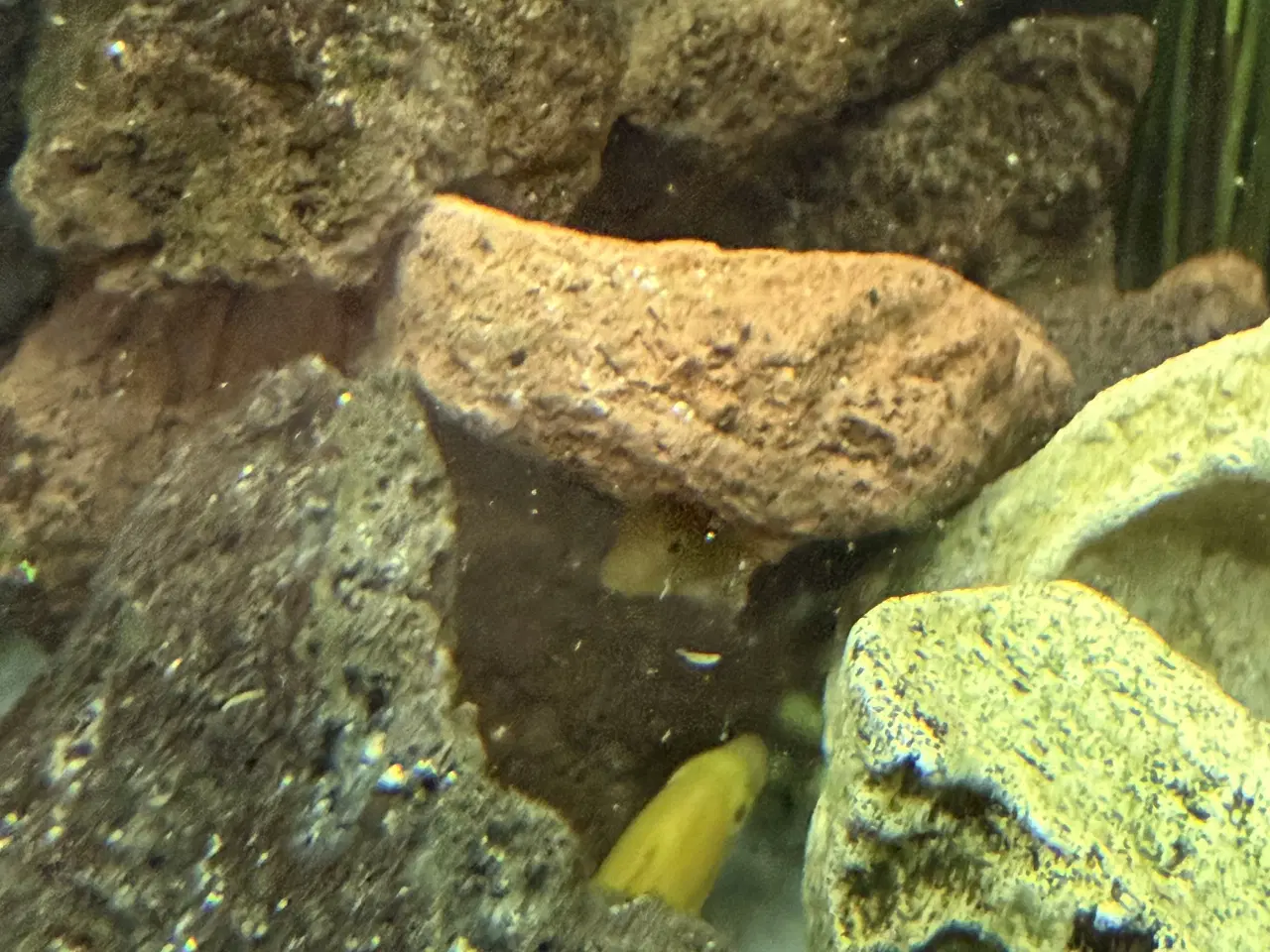 Billede 9 - Malawi cichlider – 20-25 stk med lidt yngel