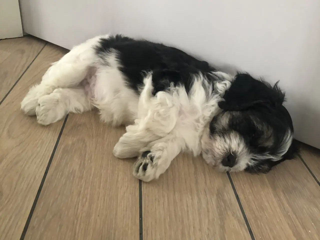 Billede 3 - Lækker Lhasadoodle dreng