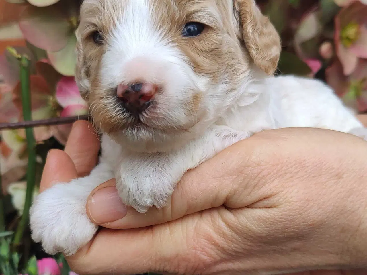 Billede 3 - Skønne Cockerpoo hvalpe søger søde familier 