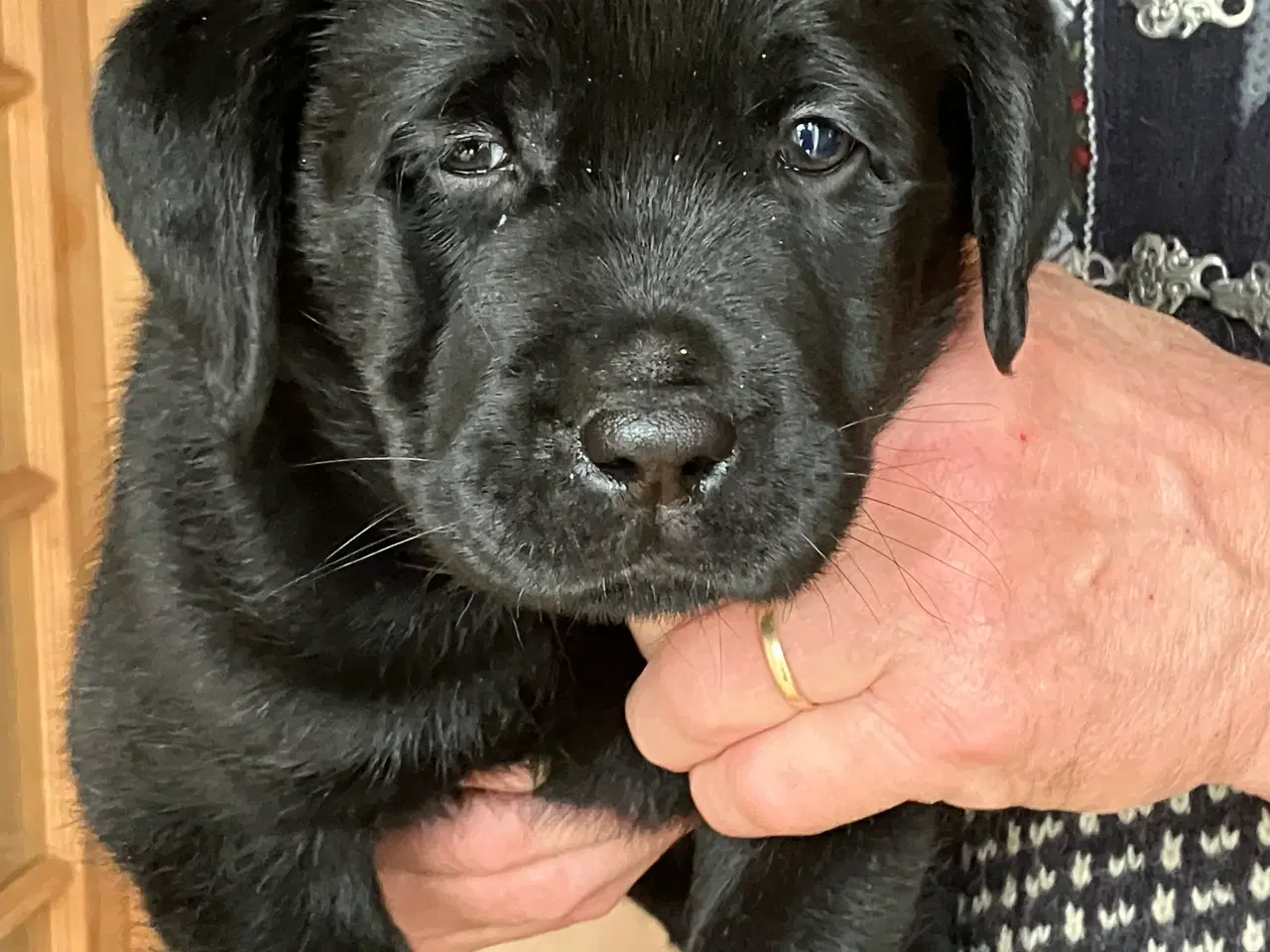 Billede 1 - Flotte labrador tævehvalpe