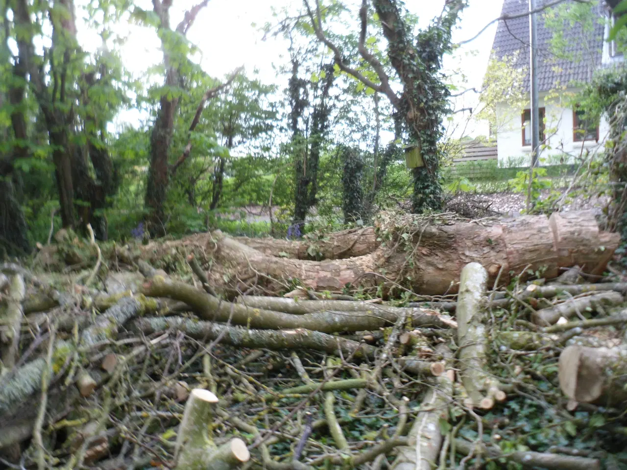 Billede 2 - Træ/brænde  ved kolding