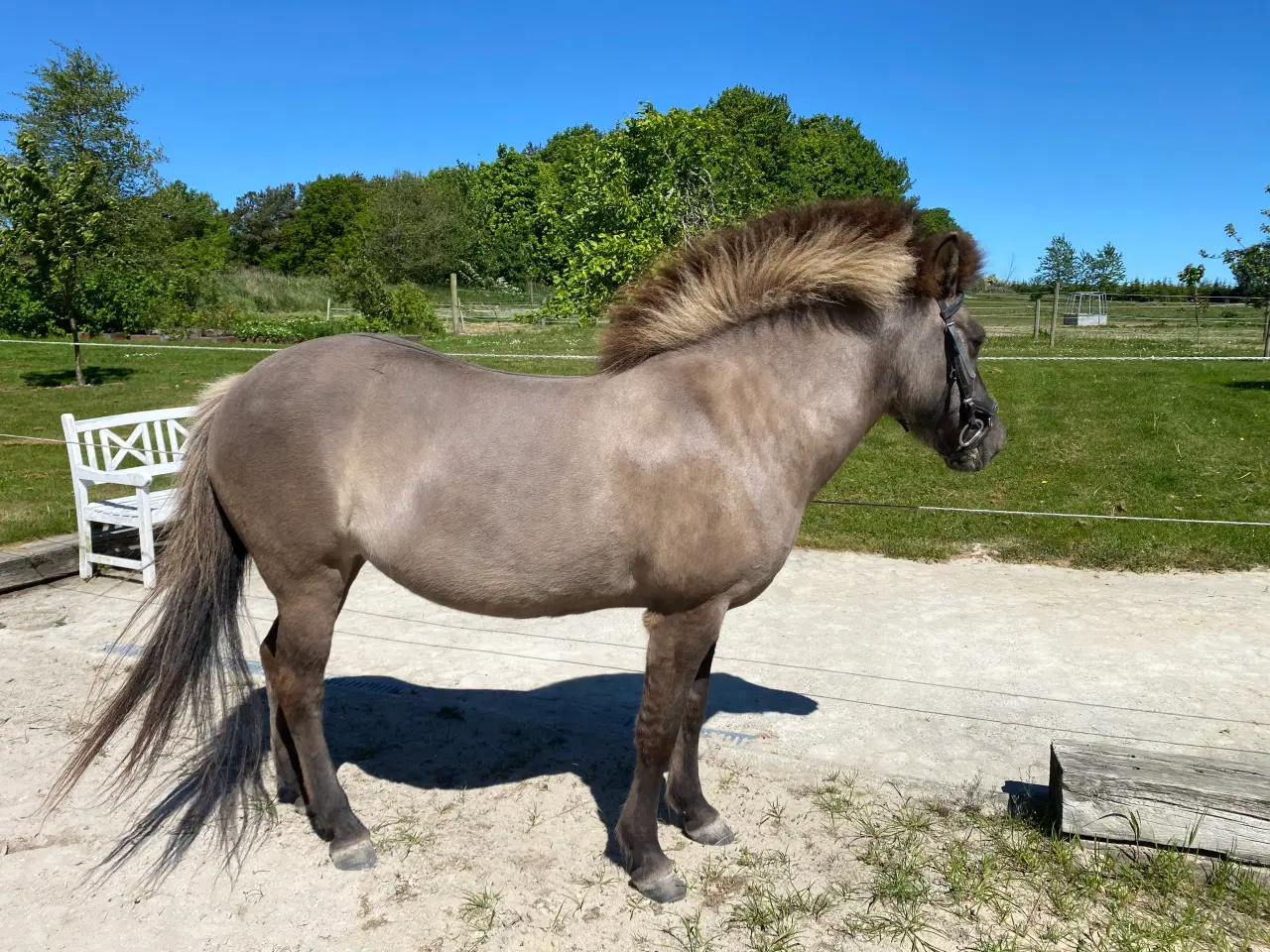 Billede 5 - Islænder