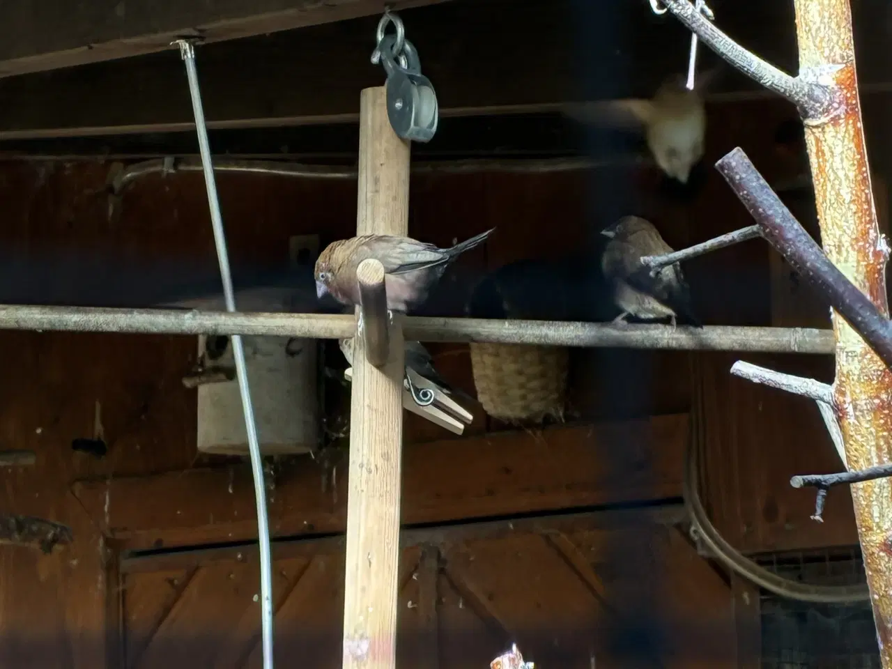 Billede 2 - 20 Mågefinker som søger nyt voliere