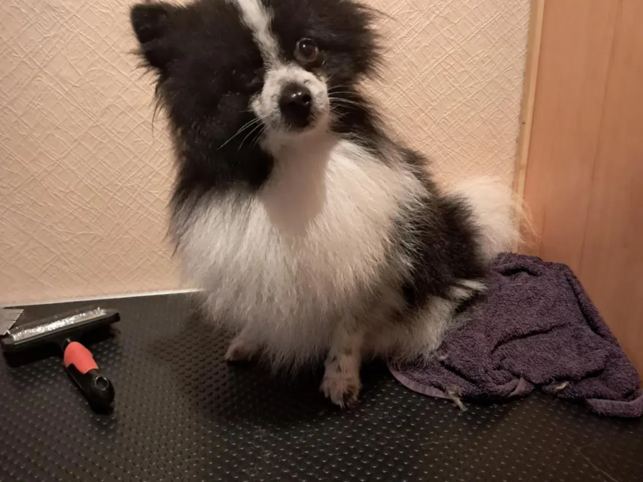 Billede 7 - Kærlig pommeranian dreng 