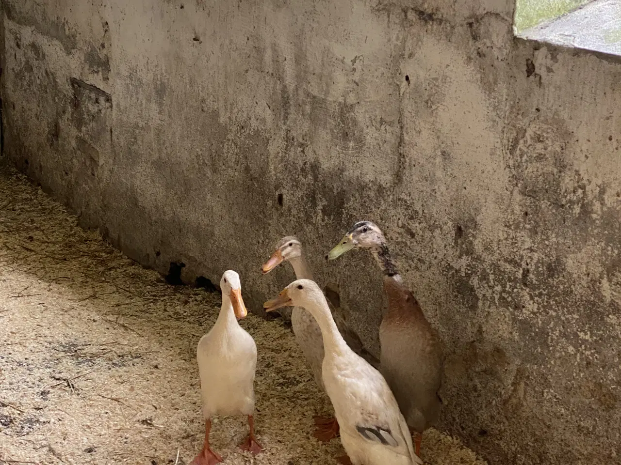 Billede 5 - Rugeæg fra løbeænder