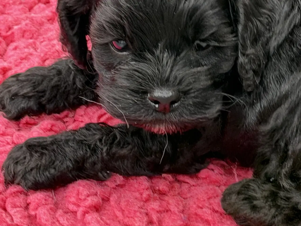 Billede 8 - 2 smukke Cockapoo 