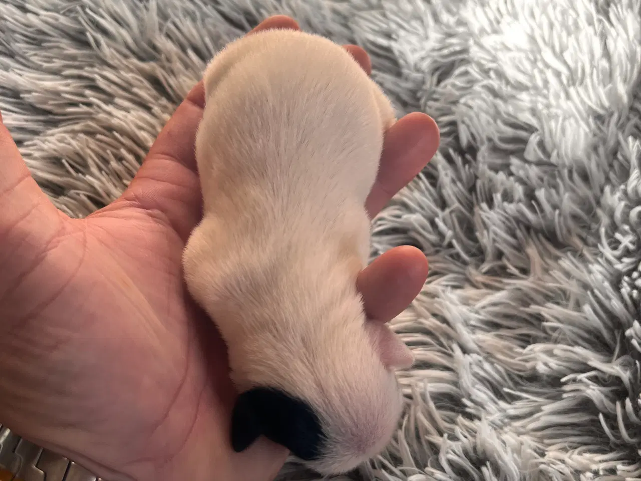 Billede 2 - Jack russel hvalpe 