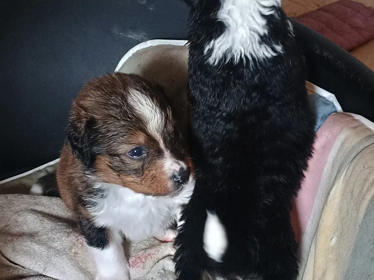 Billede 6 - Cocker Spaniel 