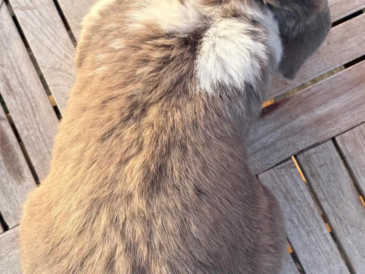 Billede 5 - FRANSK VÆDDER HAN ISABELLA KATTETEGNET