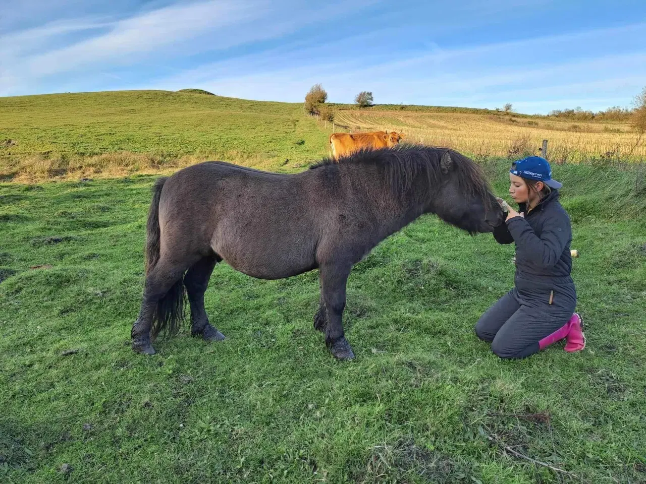 Billede 11 - Shetlænder hingsteplag 