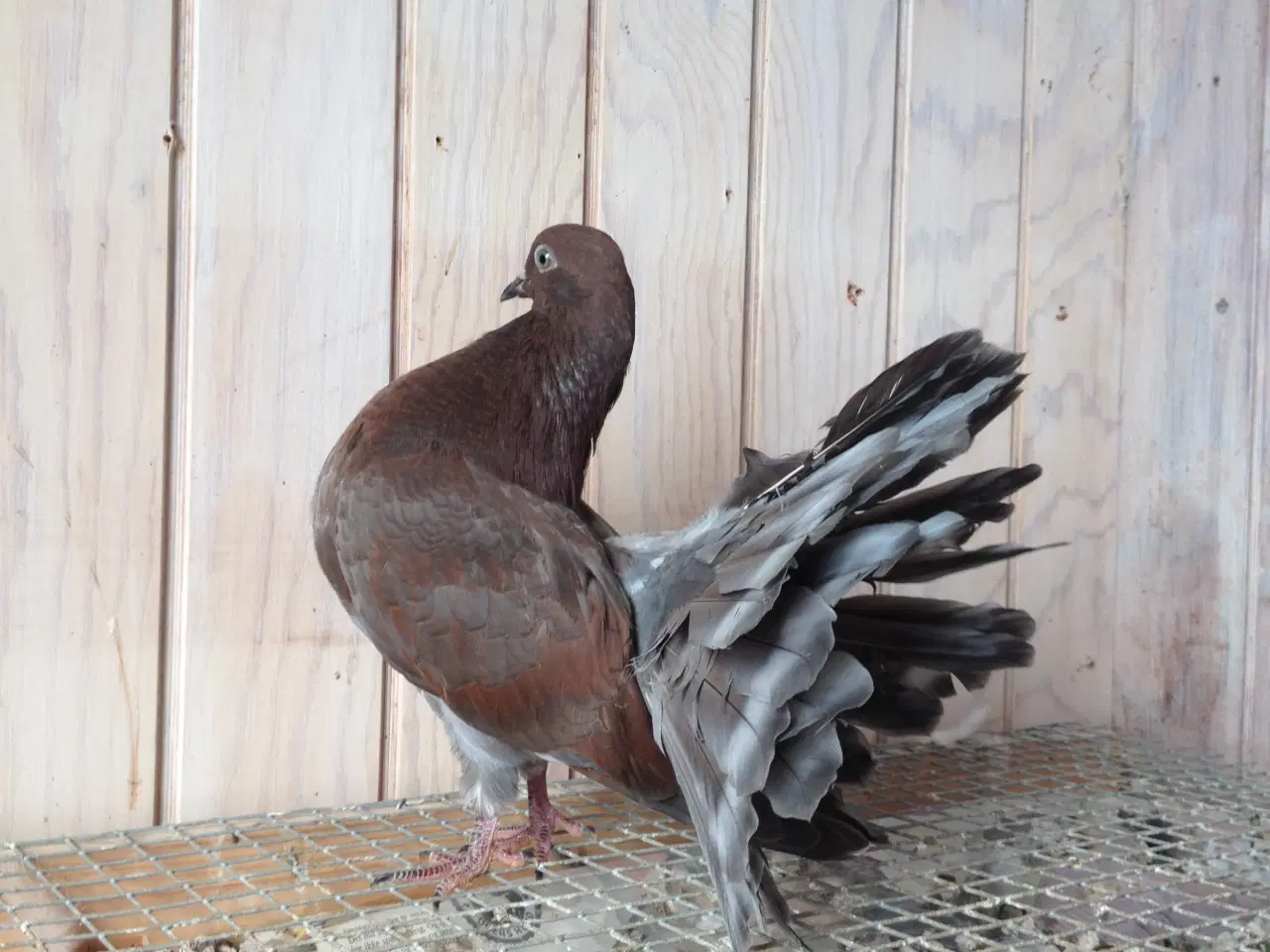 Billede 4 - 3 stk Højstjert duer sælges til 200kr