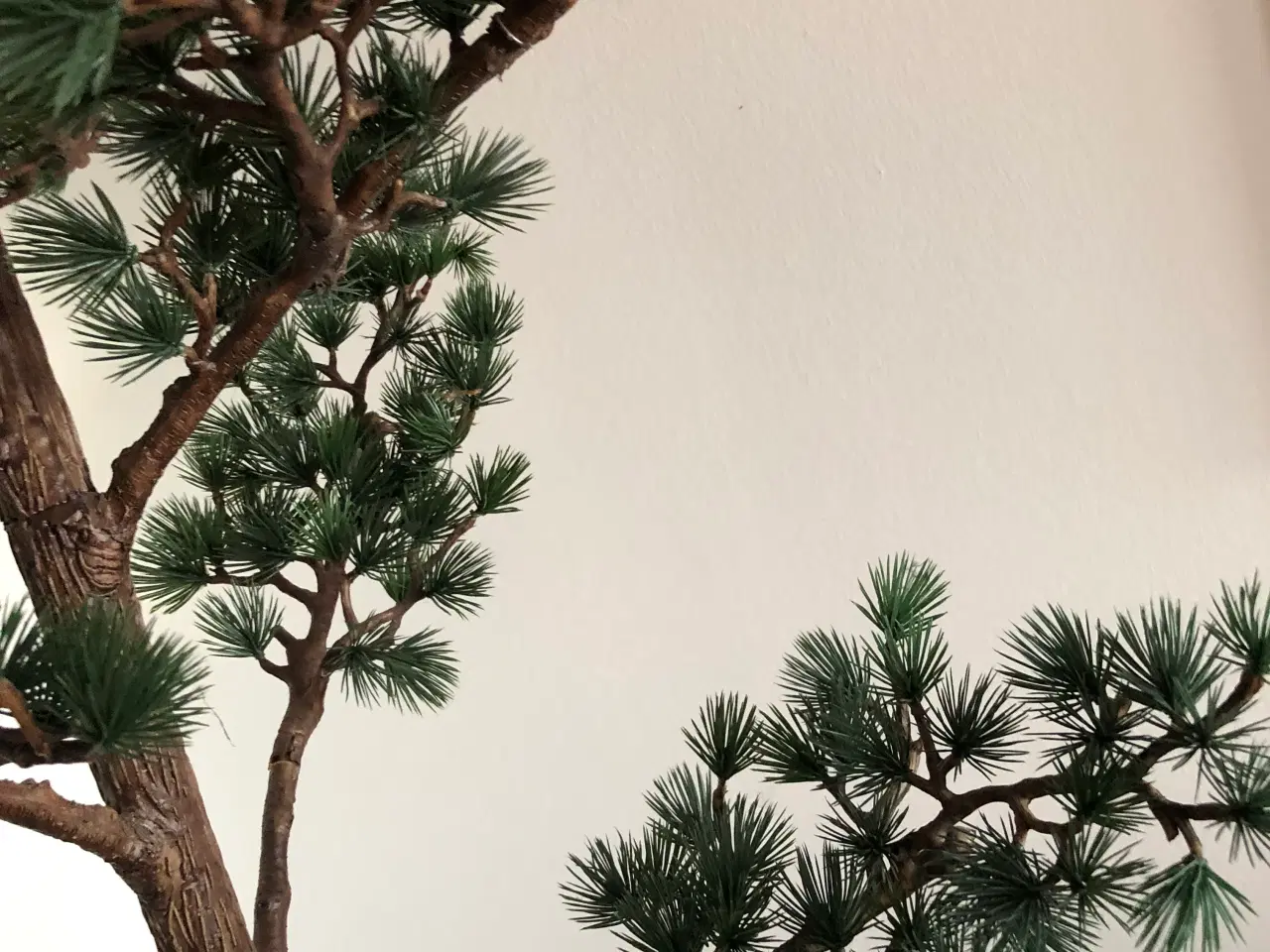 Billede 4 - Stor Cedertræ .Middelfart 