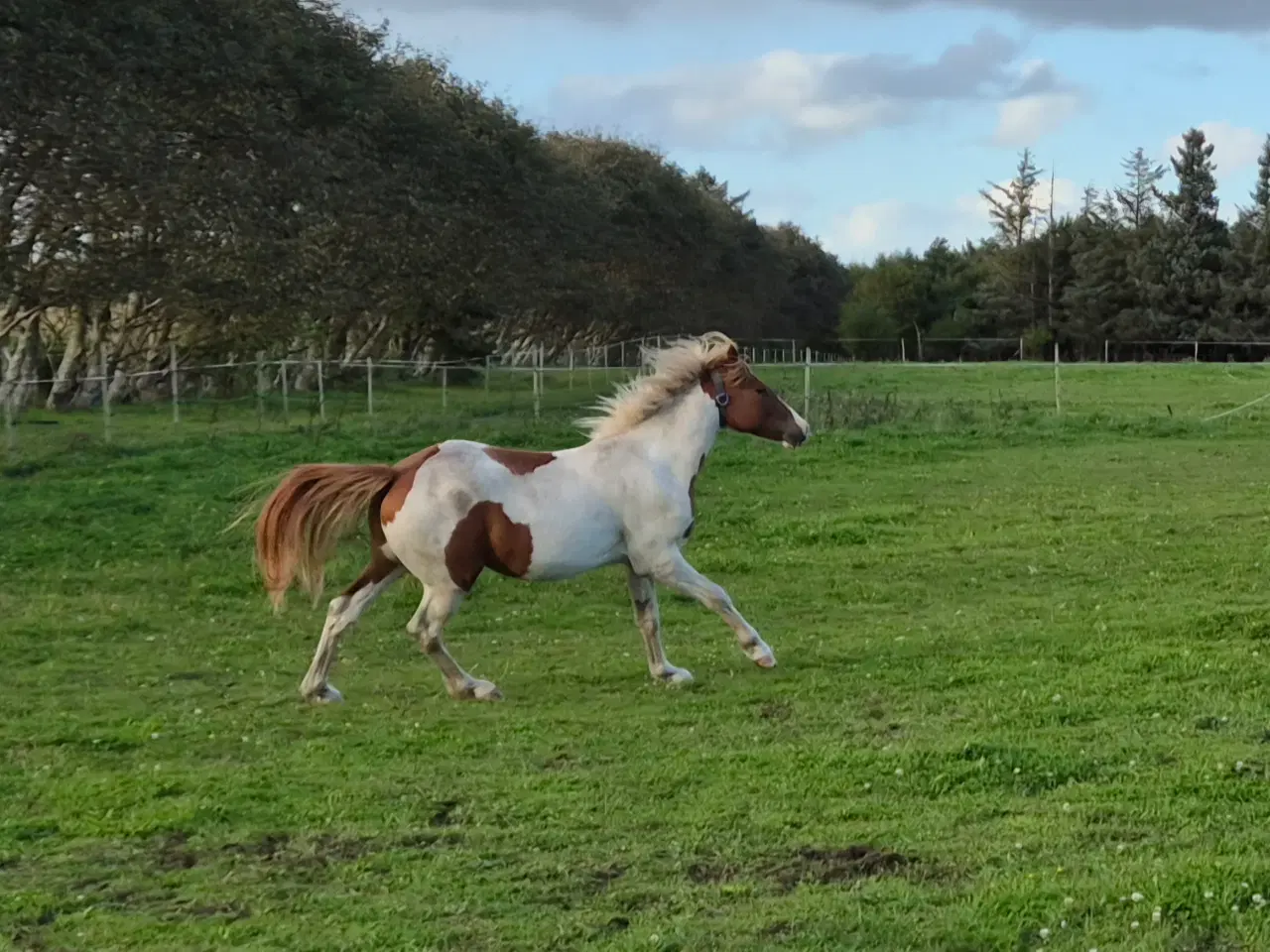 Billede 5 - Pinto hingst 2 år 
