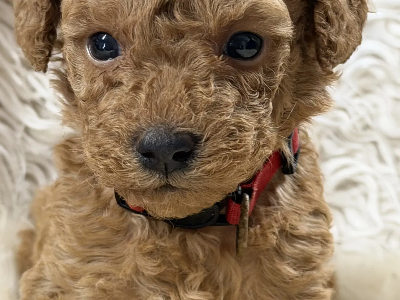 Billede 1 - Smukke mini Labradoodle ❤️🐾