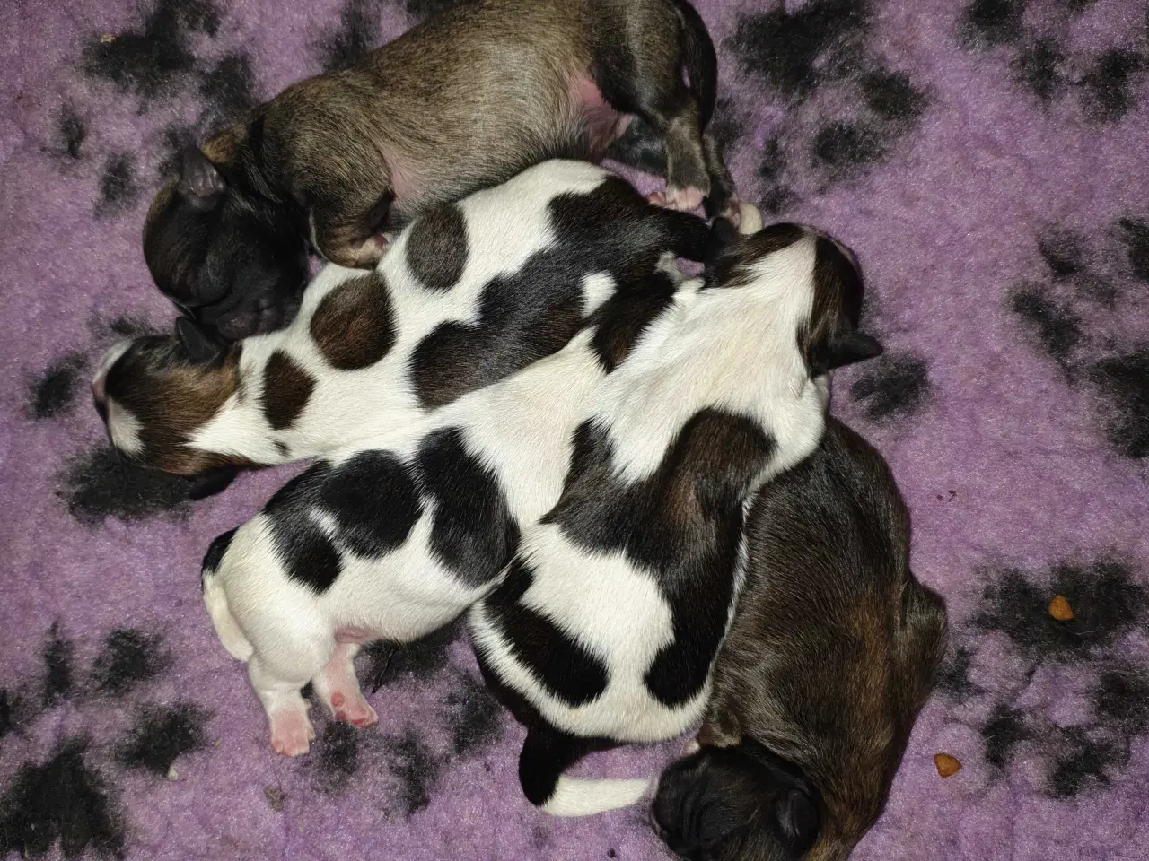 Billede 16 - Lhasa Apso - smukke Harley 🐾💕