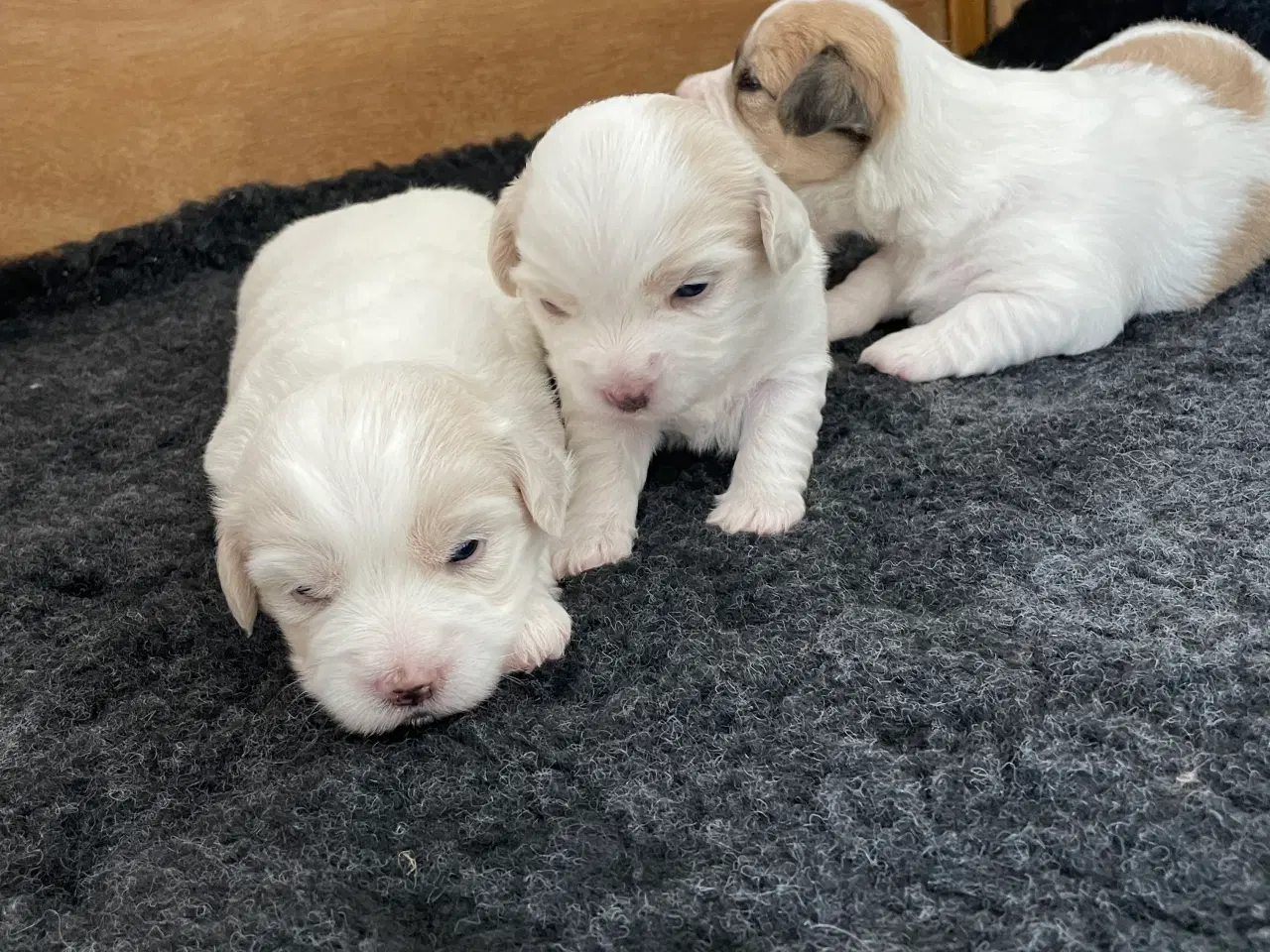 Billede 7 - 3 dejlige coton de tulear hvalpe søger nye familie