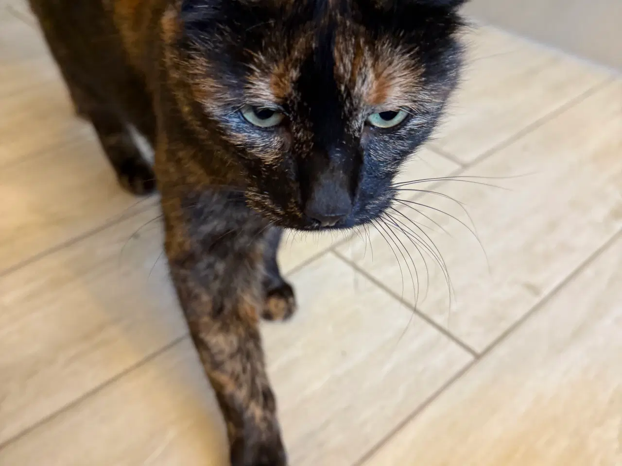 Billede 3 - Sød steriliseret hunkat søger nyt hjem hurtigst mu