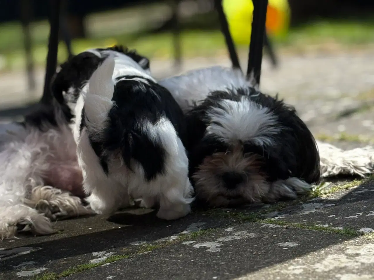 Billede 5 - Skøn lille Boomer fyr shih tzu/malteser