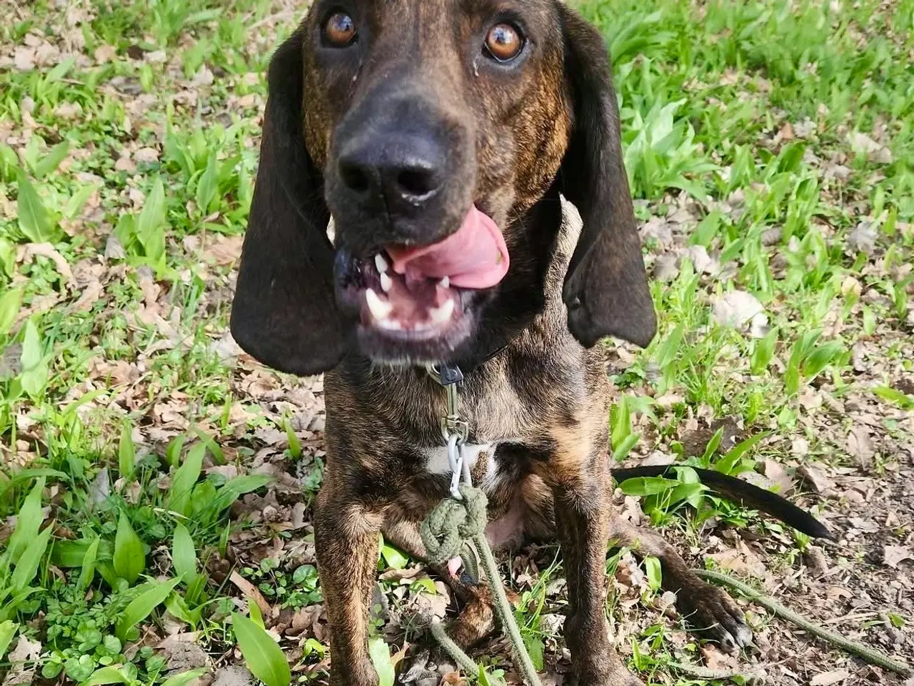 Billede 1 - Dejlige, finurlige Rollo søger ait ønskehjem 🏡💝