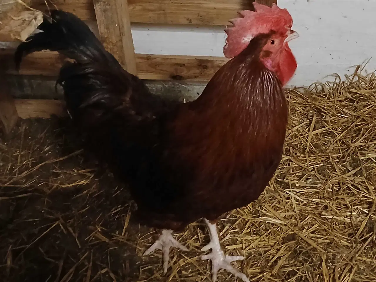 Billede 1 - GOD ET ÅRS HANE TIL SALG  75 kr 