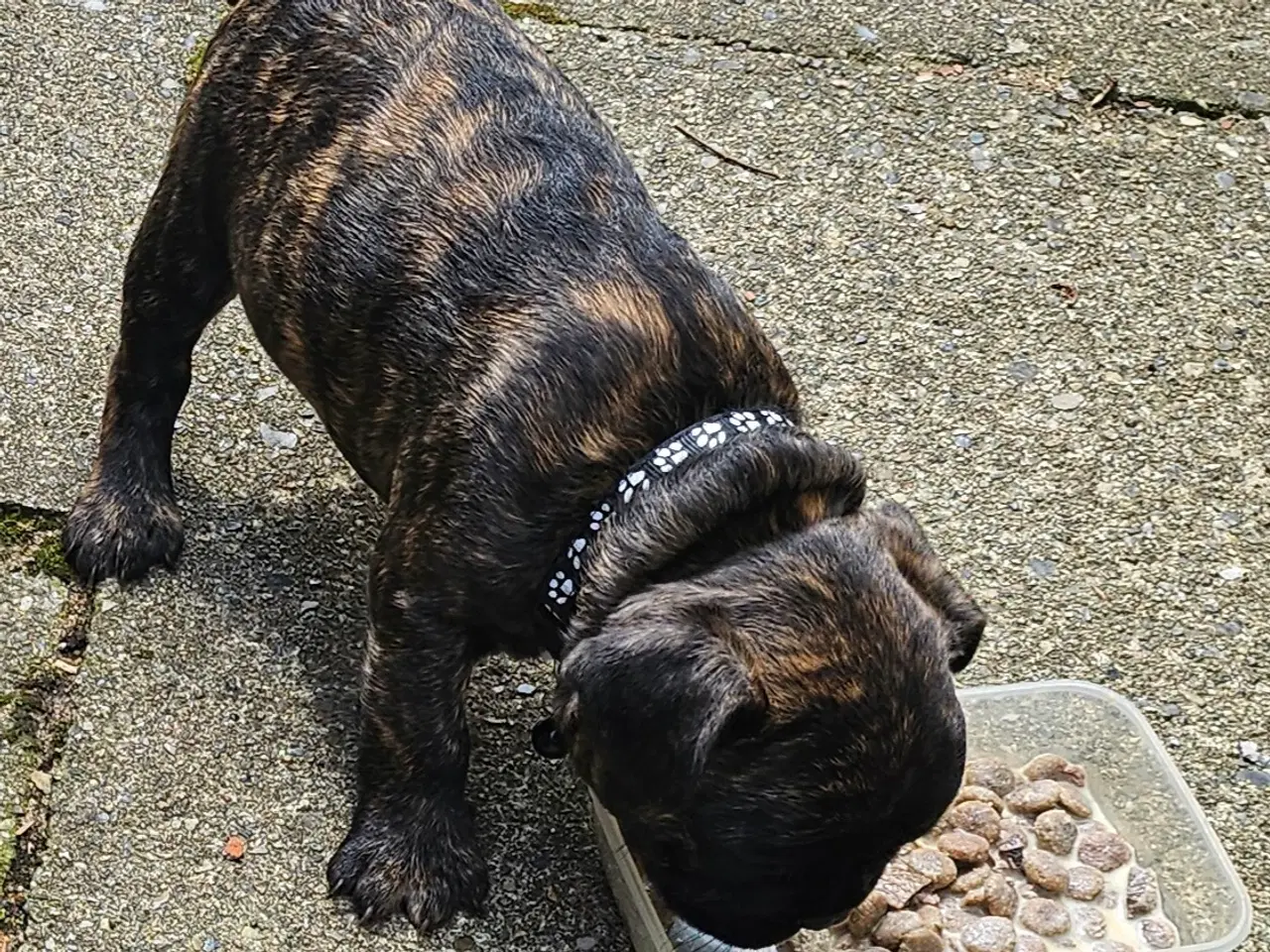 Billede 2 - Fransk bulldog hvalpe