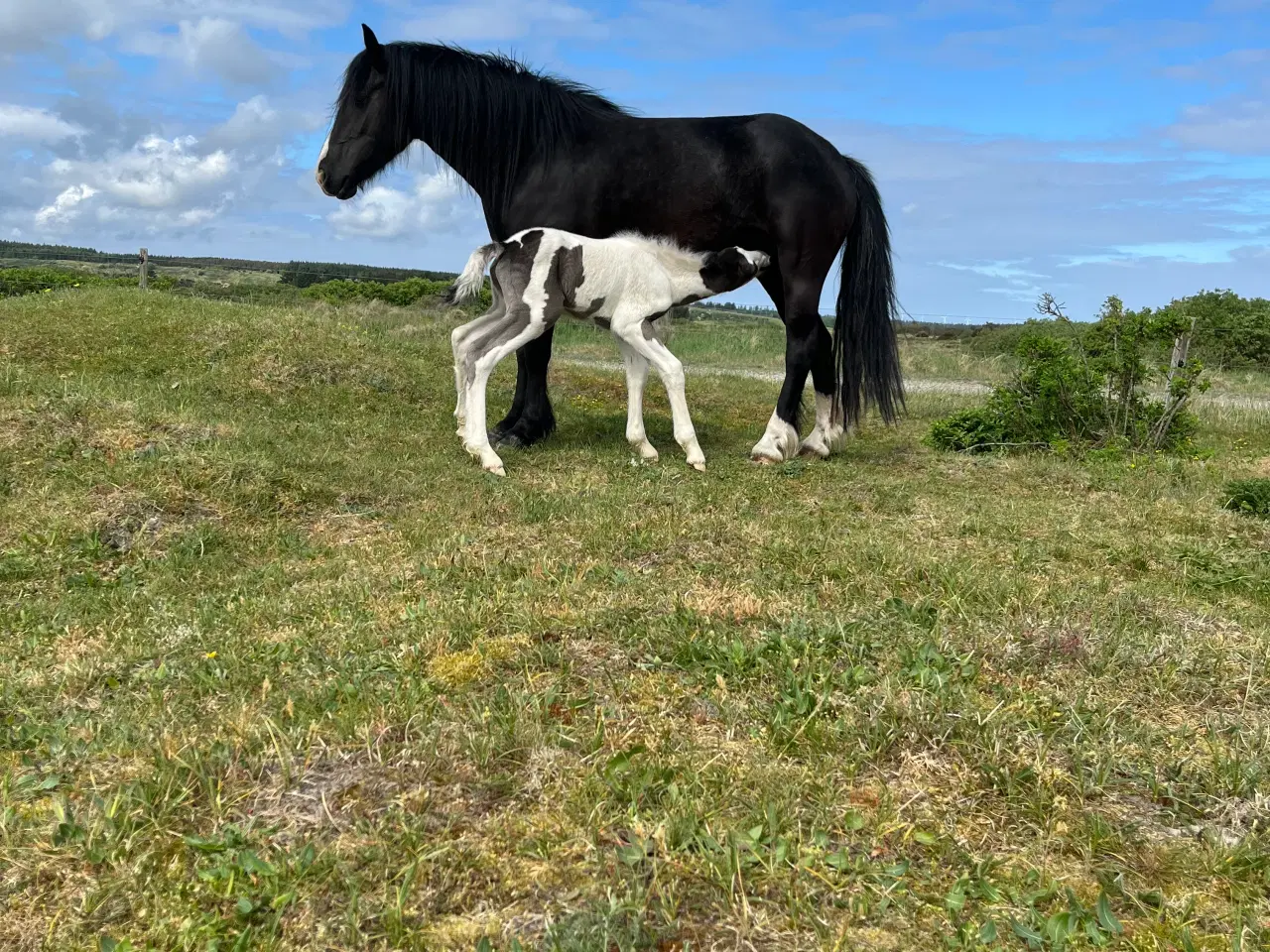 Billede 4 - Blanding føl 