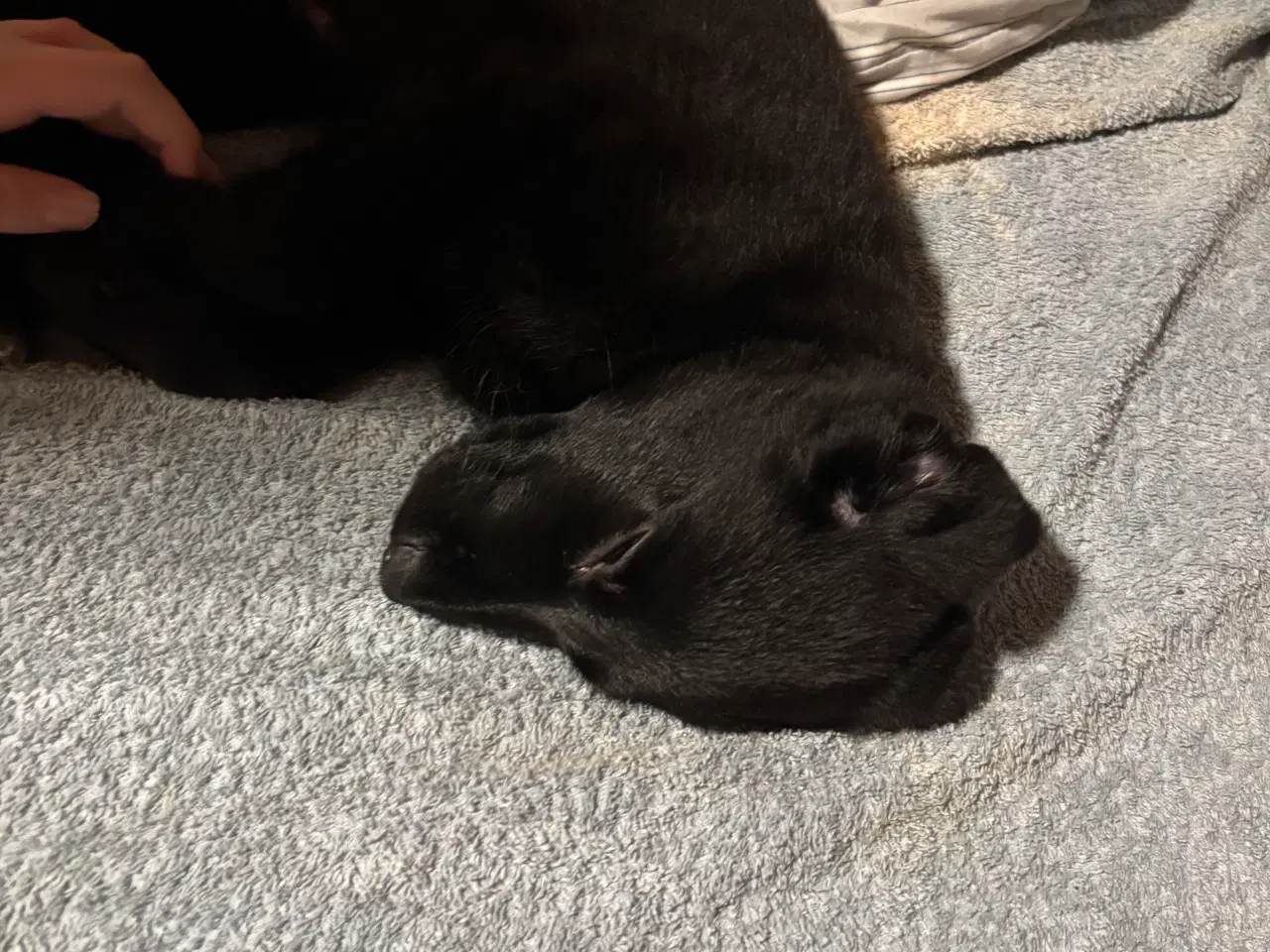 Billede 2 - Hvalp søger nyt hjem🖤