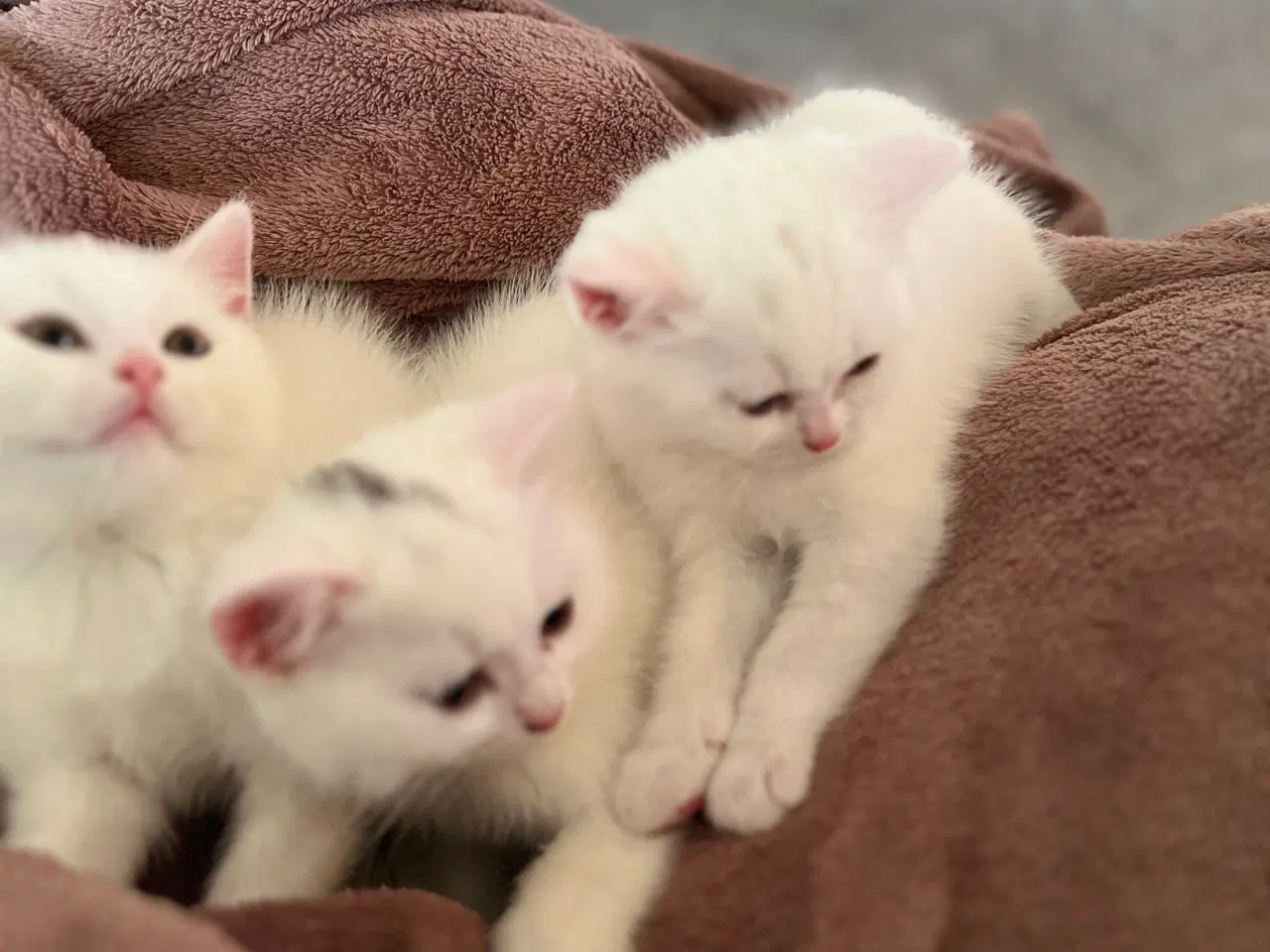 Billede 11 - British /scottish fold