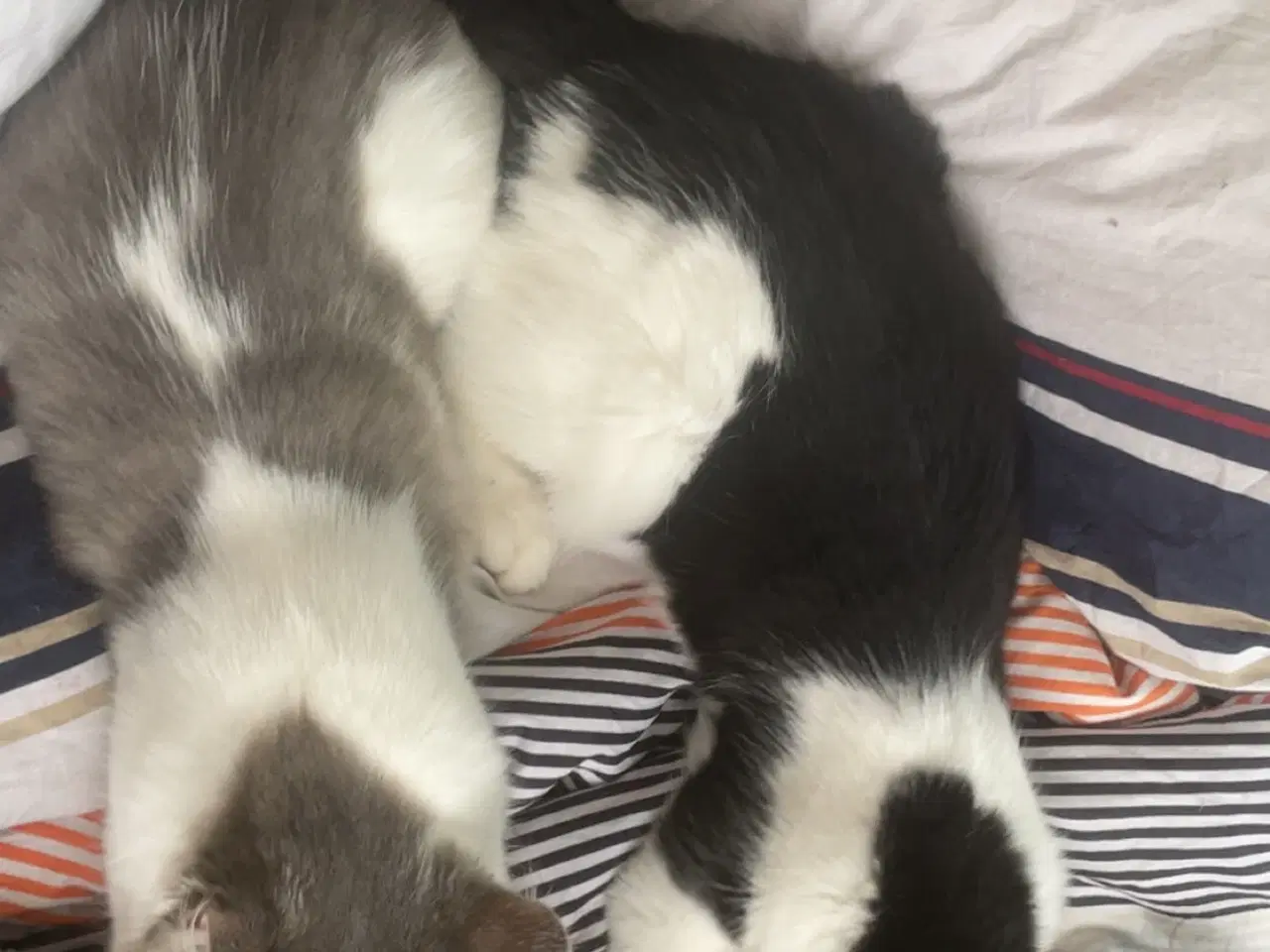 Billede 5 - Flotte main coon blandnings killinger