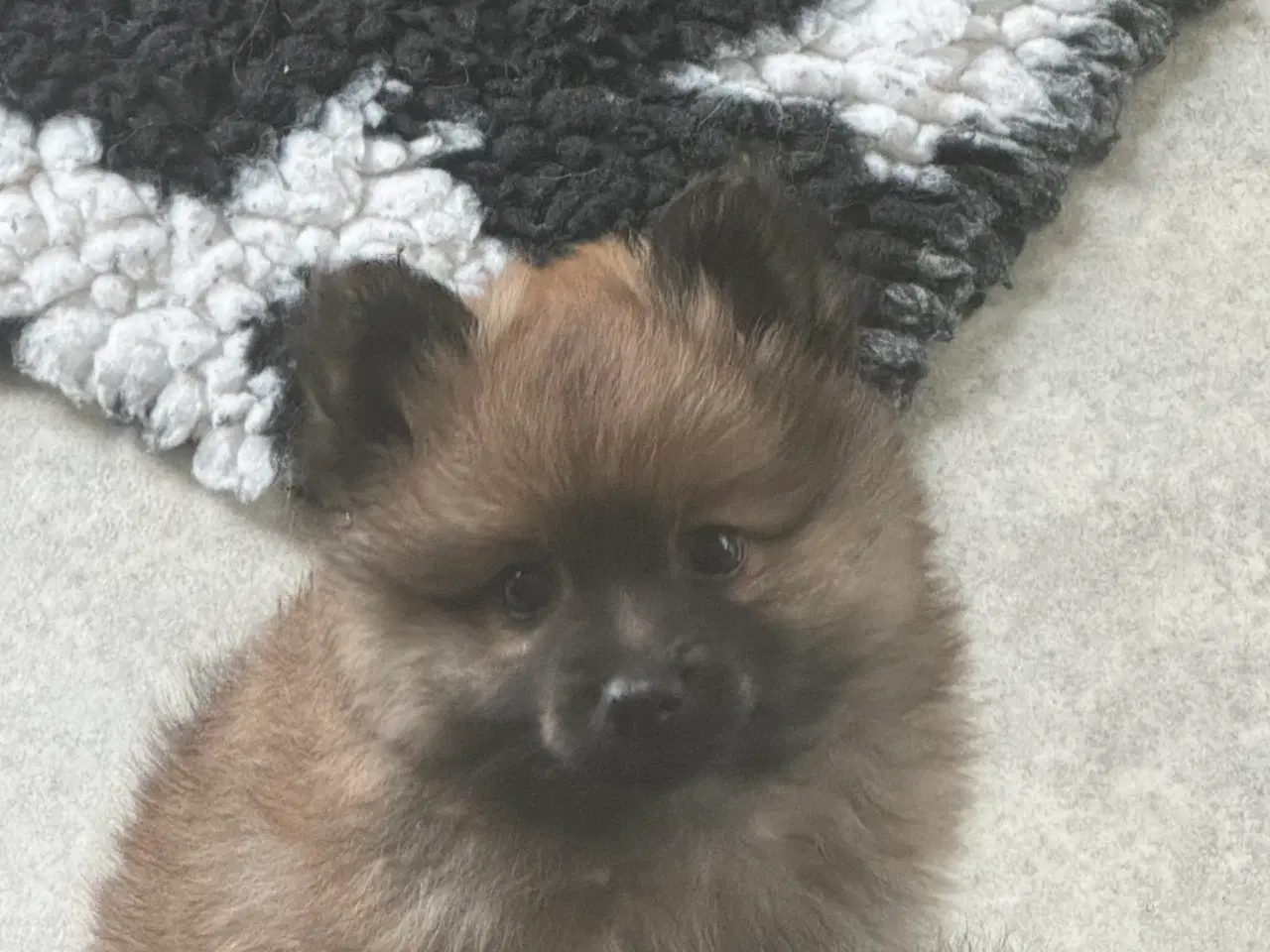 Billede 8 - Volpino Italiano hvalpe