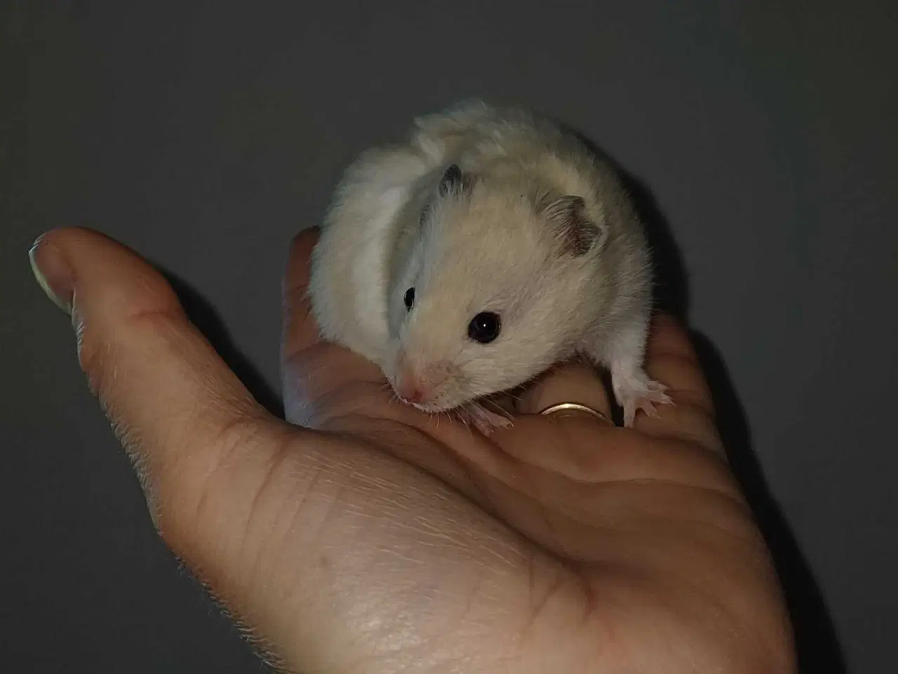 Billede 4 - Guldhamster unger