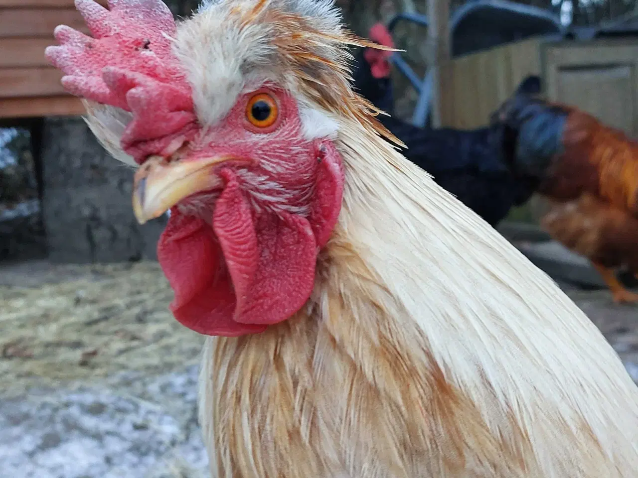 Billede 3 - Grønlæggerhane med personlighed