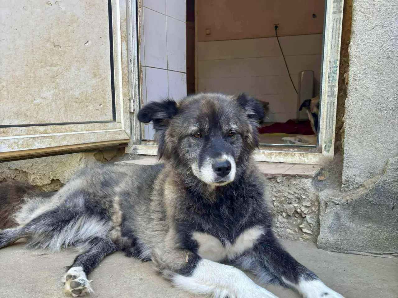 Billede 3 - Vidunderlige Viva søger sin helt egen familie 💝🫶