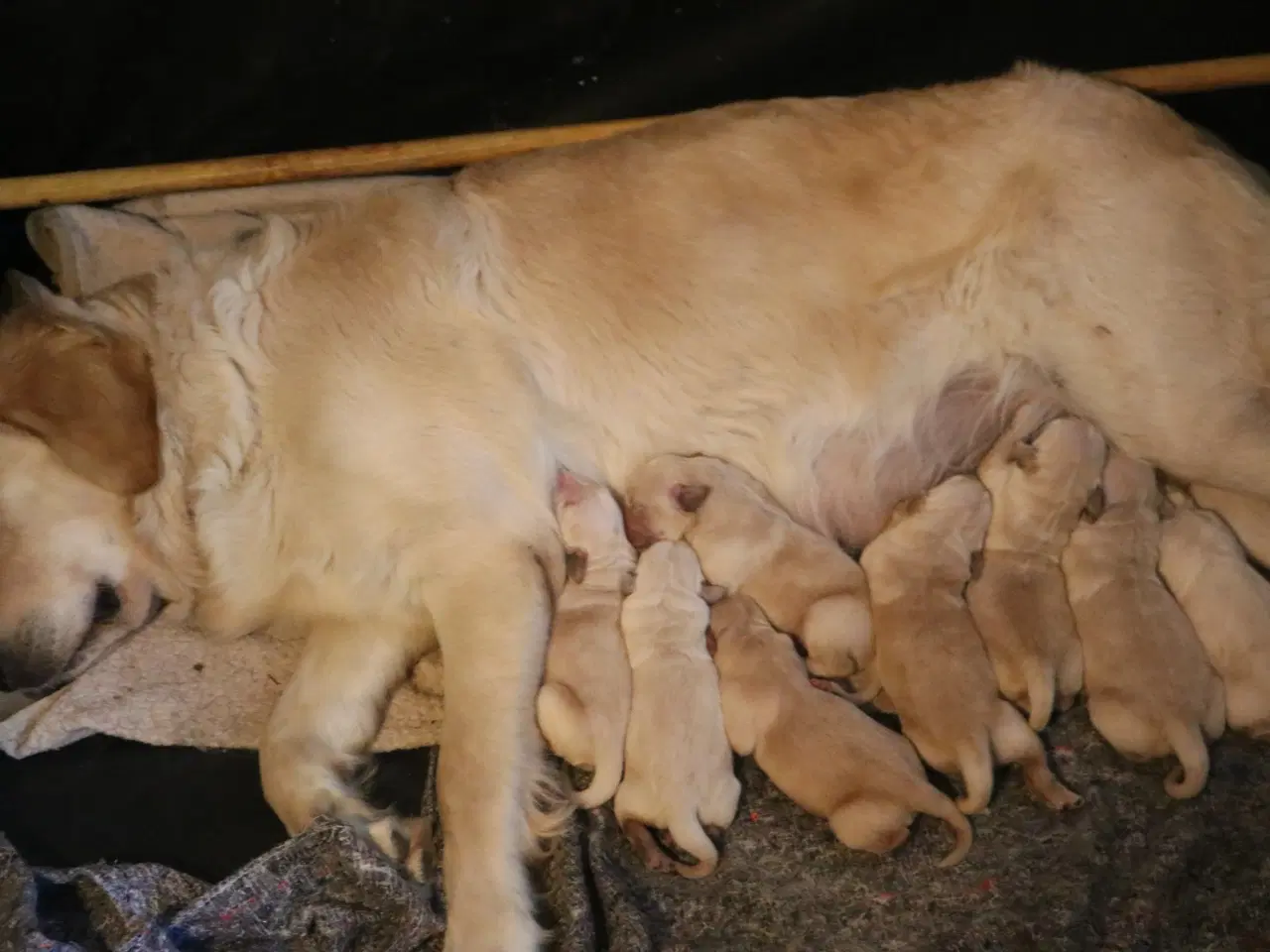 Billede 8 - Verdens smukkeste Golden Retriever hvalpe