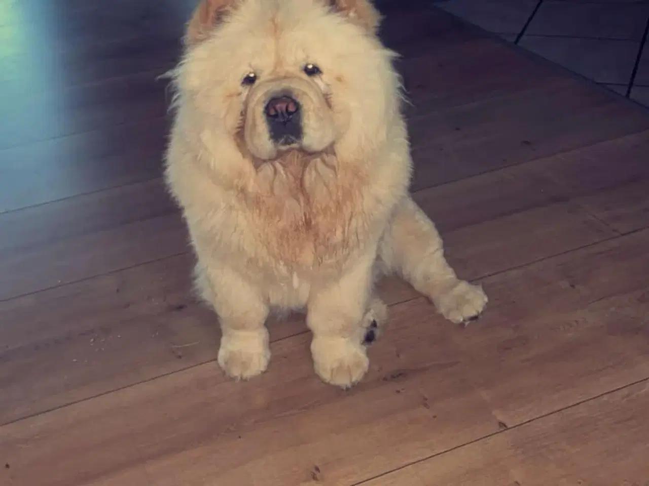 Billede 14 - Chow chow