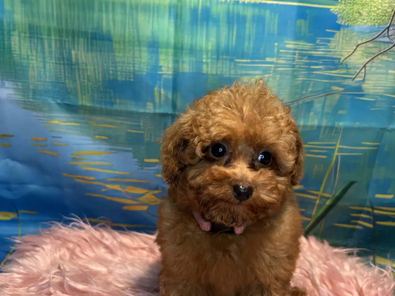 Billede 4 - 🐾✨ Skønne Maltipoo hvalpe klar juni !