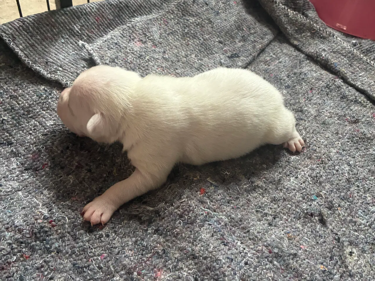 Billede 2 - 4 hvalpe staff 