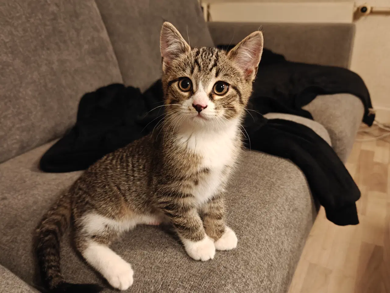 Billede 1 - Skønne kælen kattekillinger 