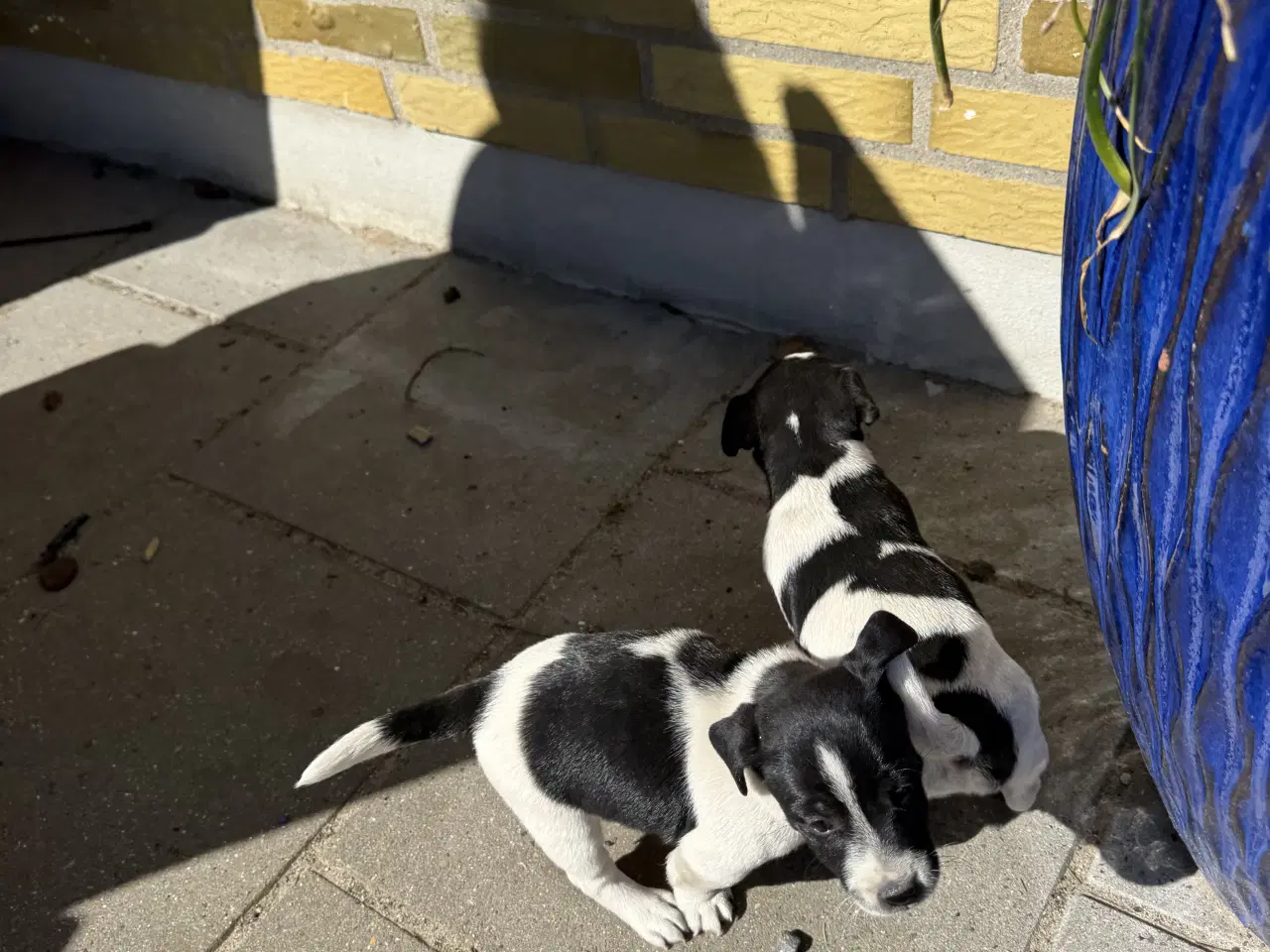 Billede 2 - Dansk svensk/jack Russel blandinger 