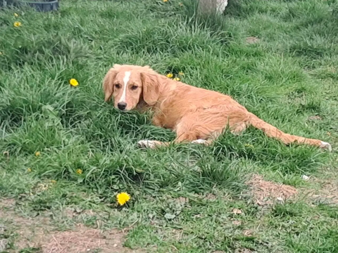 Billede 5 - 2 lækre golden retriever blandinger 