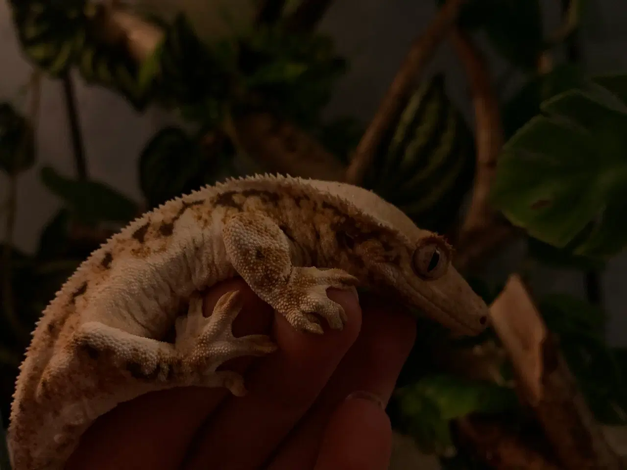 Billede 2 - Kronegekko Tri-color Lilly-White hun