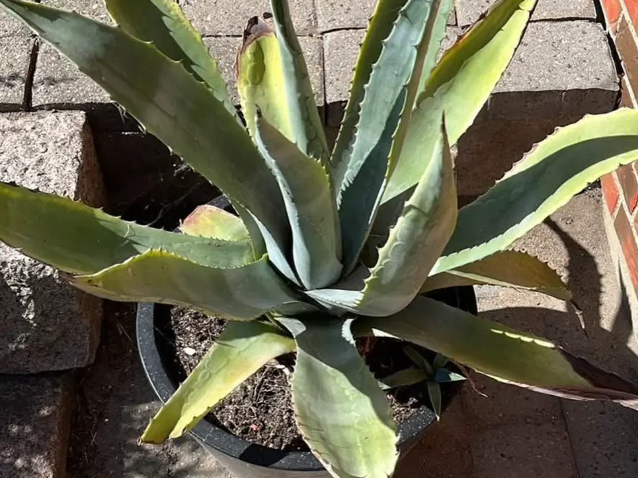 Billede 2 - Stor agave med aflægger og potte
