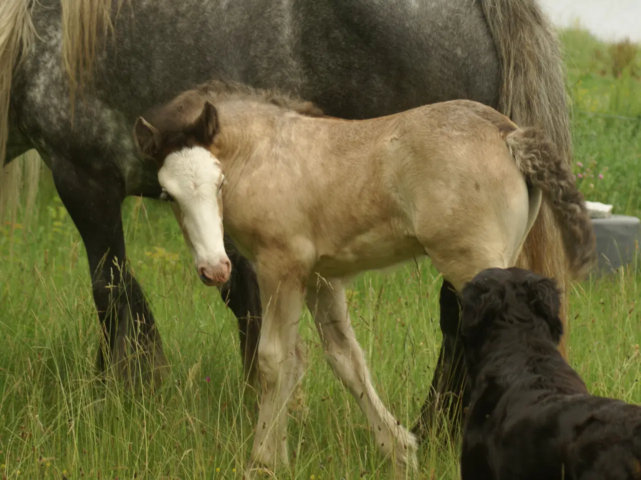 Billede 8 - Irish Cob hoppeføl