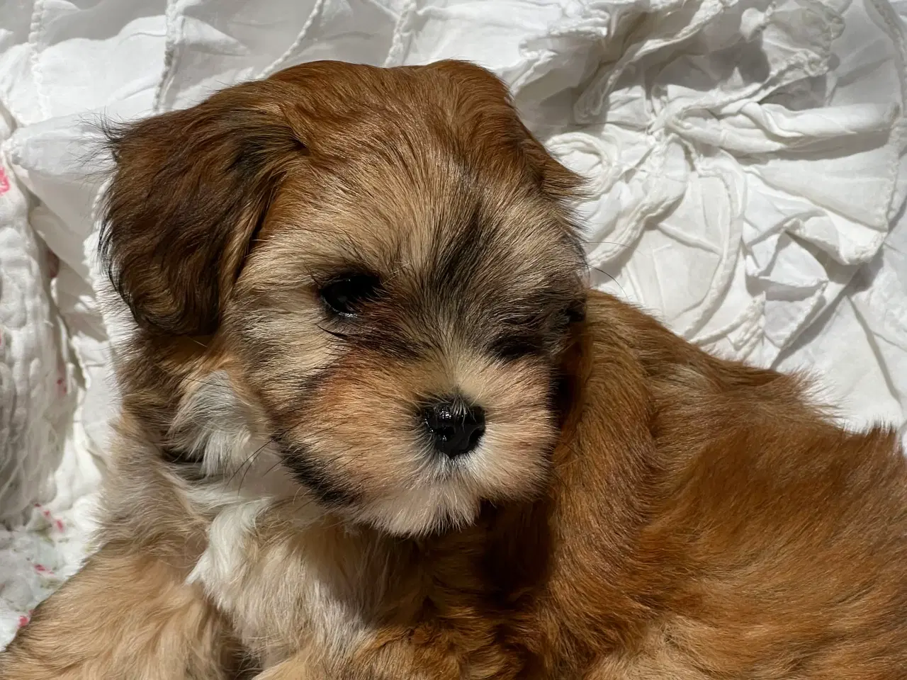 Billede 4 - 💕Skal sødeste Ditte være din 💕