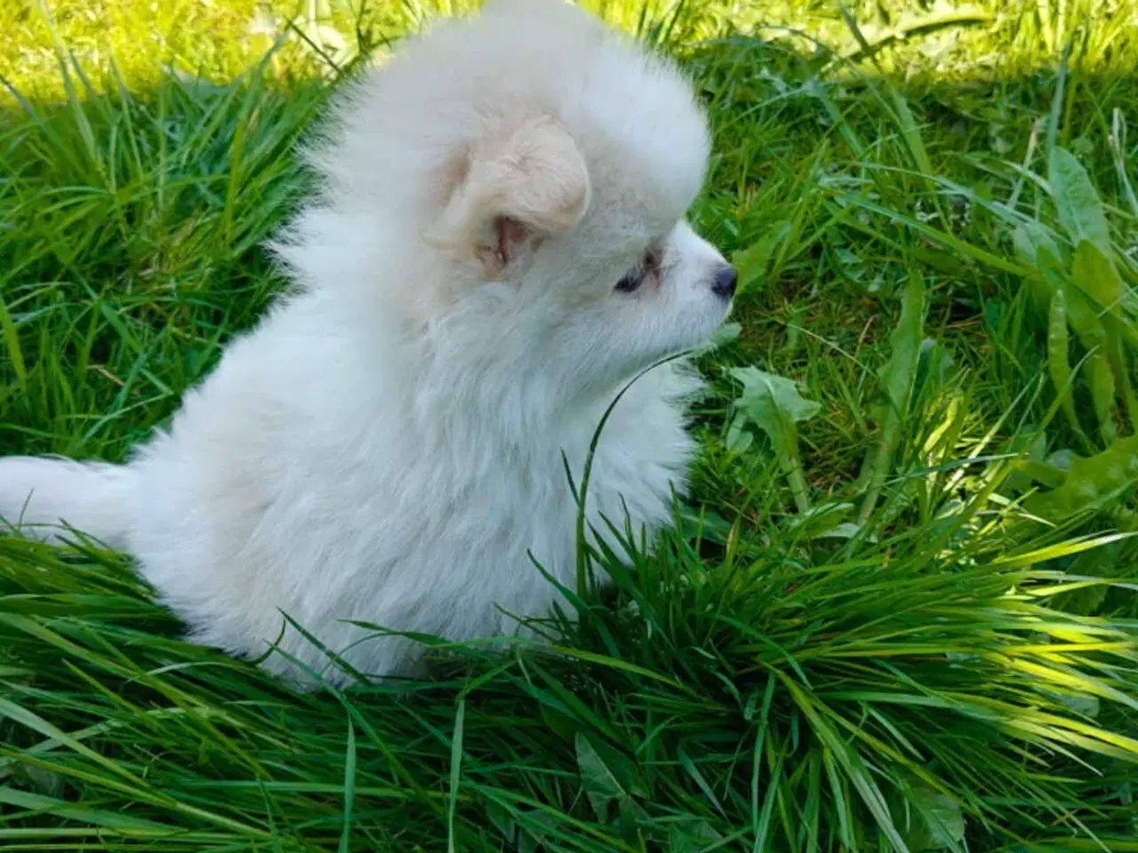 Billede 2 - Pomeranian