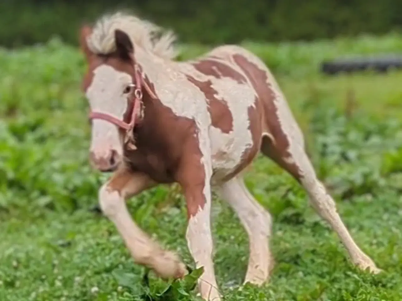 Billede 6 - Tinker /Irish cob hoppe føl